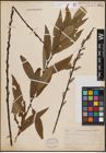 Foto von Salix cordata Michx. x Salix sericea Marshall